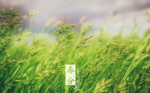 春色正中分 莺歌燕归时,十二首春分的诗词,沉醉在春天的美好里