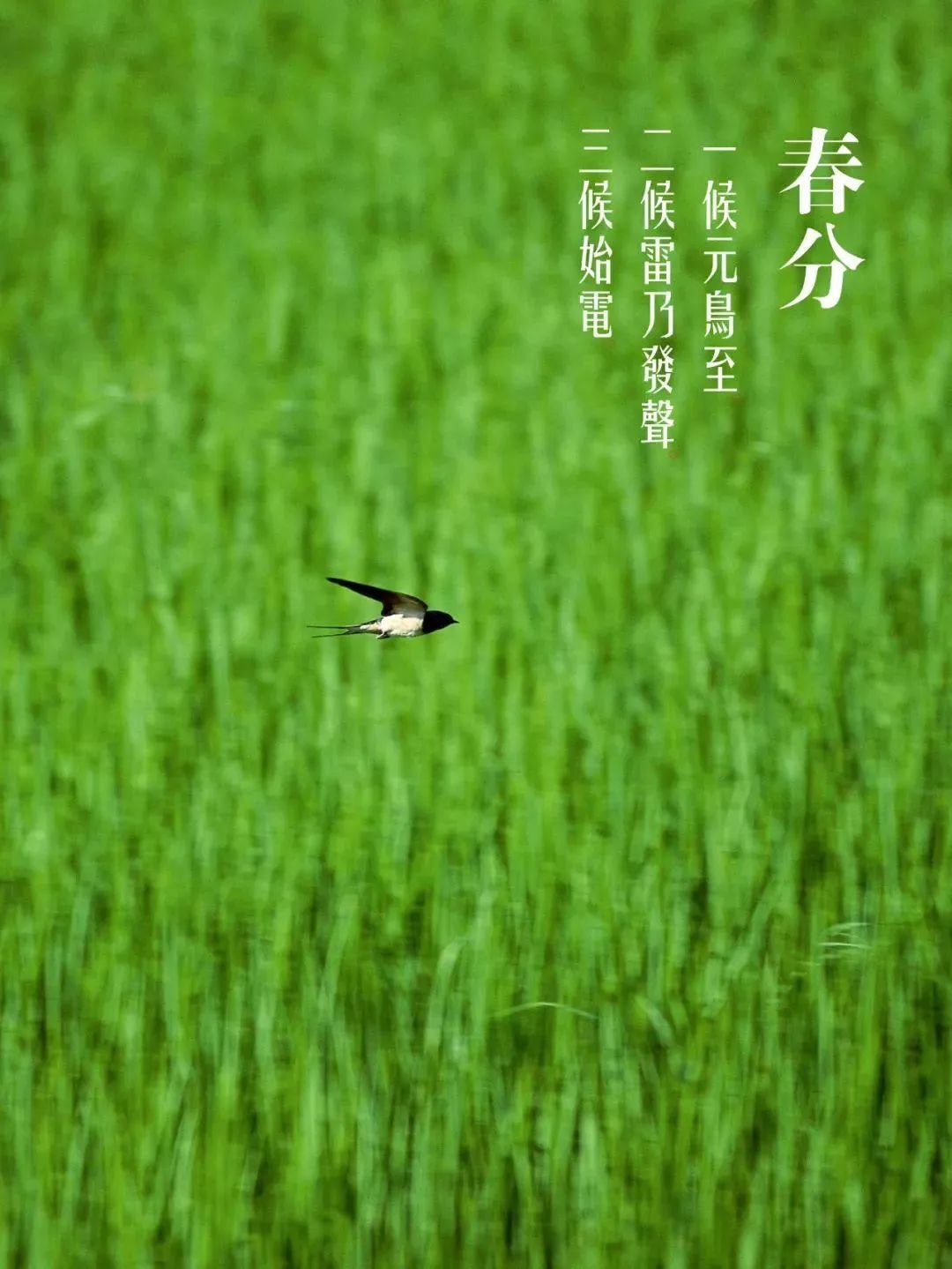 春色正中分 莺歌燕归时,十二首春分的诗词,沉醉在春天的美好里