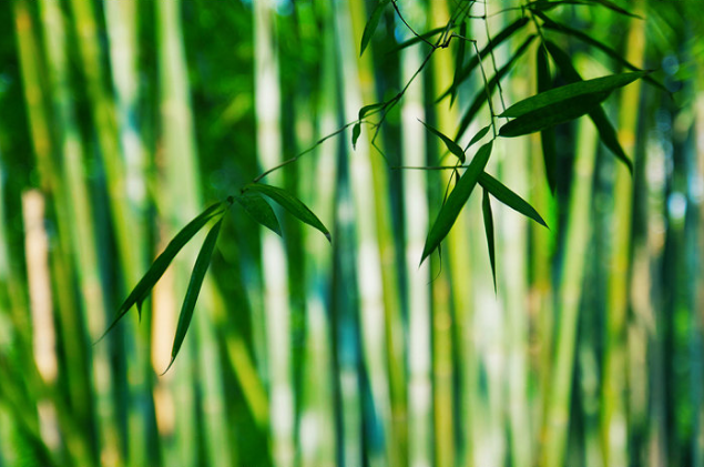 最是虚心留劲节,十五首咏竹的诗词,竹林清风,沁人心脾