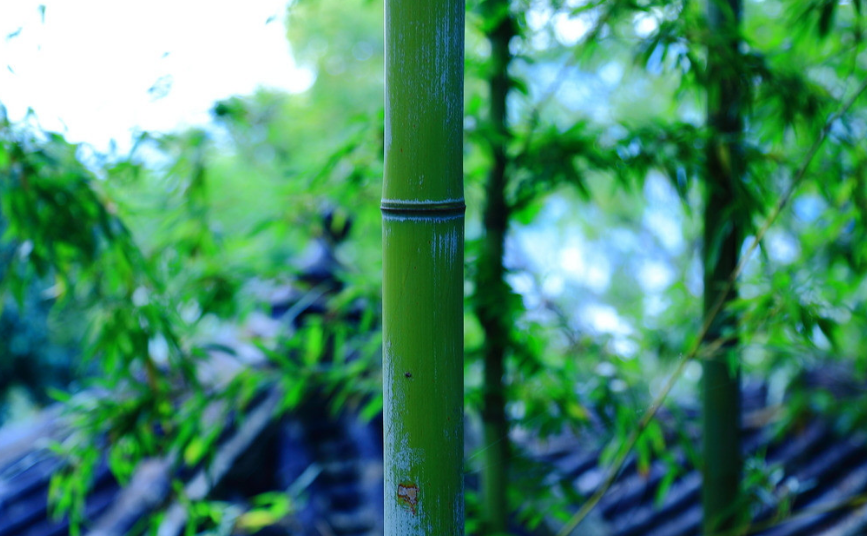 最是虚心留劲节,十五首咏竹的诗词,竹林清风,沁人心脾