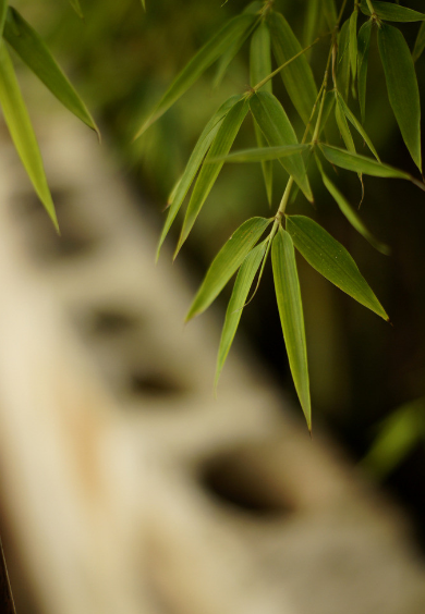 最是虚心留劲节,十五首咏竹的诗词,竹林清风,沁人心脾
