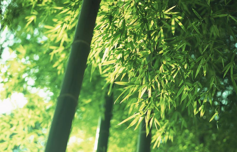最是虚心留劲节,十五首咏竹的诗词,竹林清风,沁人心脾