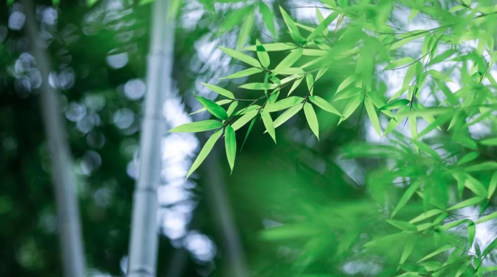 最是虚心留劲节,十五首咏竹的诗词,竹林清风,沁人心脾