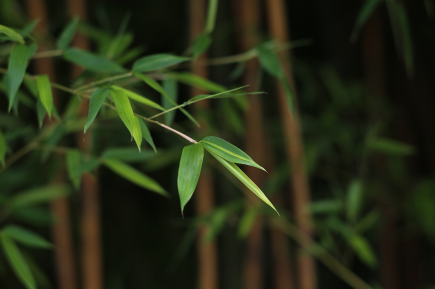 最是虚心留劲节,十五首咏竹的诗词,竹林清风,沁人心脾
