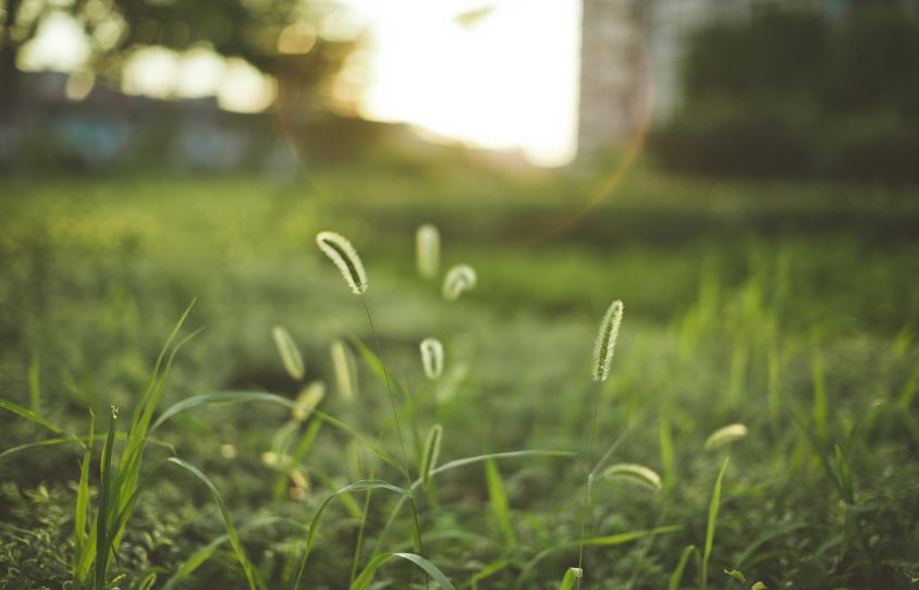 「诗词鉴赏」又是一年春草绿，<a