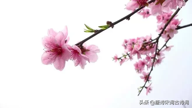 十首四月诗词,与您一起遇见最美的人间四月天