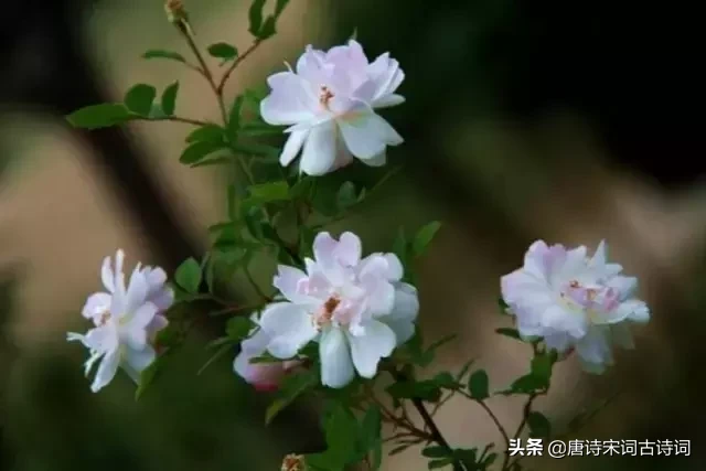 十首四月诗词,与您一起遇见最美的人间四月天