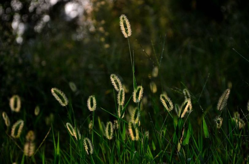 「诗词鉴赏」又是一年春草绿,古诗词里话春草