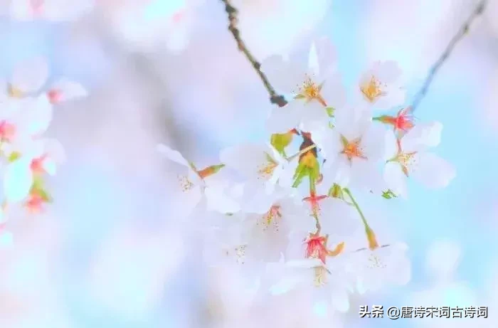 十首四月诗词,与您一起遇见最美的人间四月天