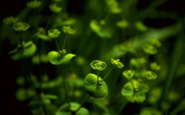 「诗词鉴赏」又是一年春草绿,古诗词里话春草