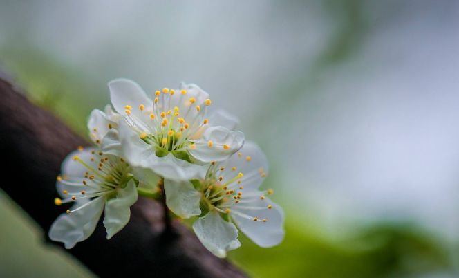 【诗词鉴赏】那一树李花白,那些最美的李花诗词!