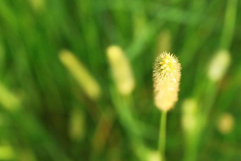 「诗词鉴赏」又是一年春草绿,古诗词里话春草