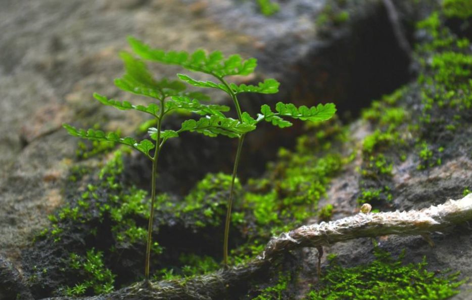 「诗词鉴赏」又是一年春草绿,古诗词里话春草