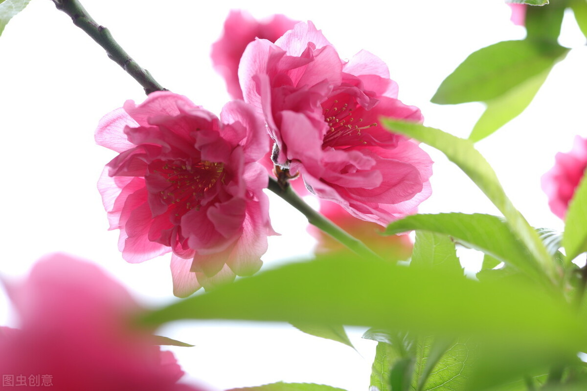 三年级下册优秀作文欣赏:《我的植物朋友》两篇,桃花红杏花白