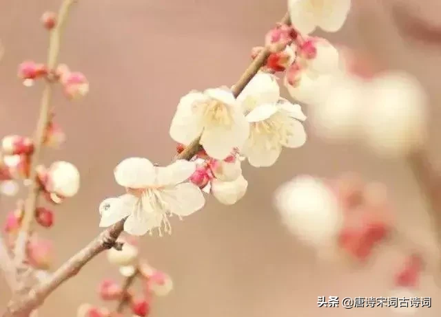 十首四月诗词,与您一起遇见最美的人间四月天