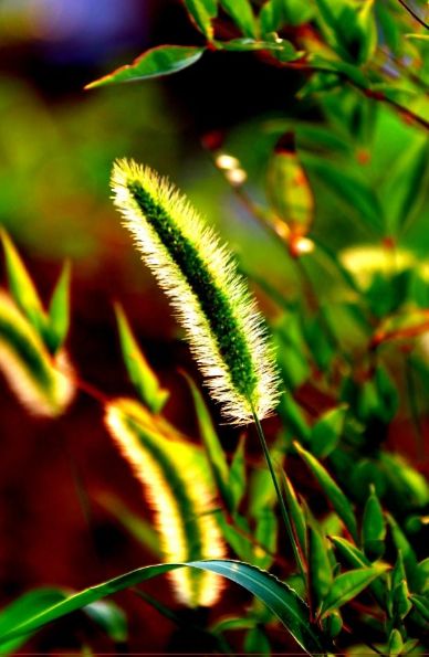 「诗词鉴赏」又是一年春草绿,古诗词里话春草