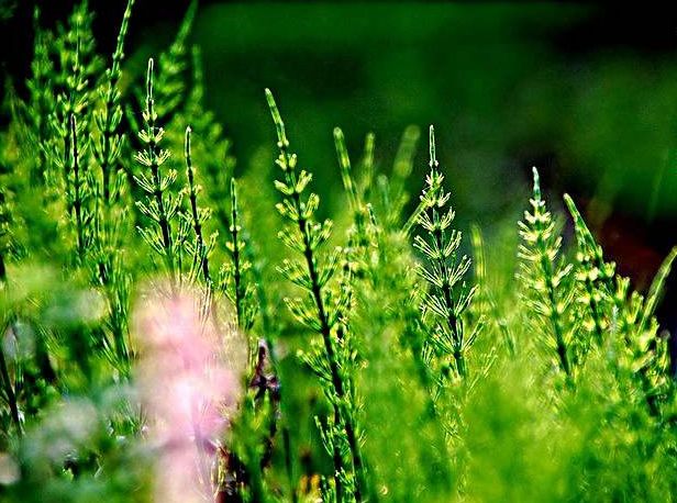 「诗词鉴赏」又是一年春草绿,古诗词里话春草
