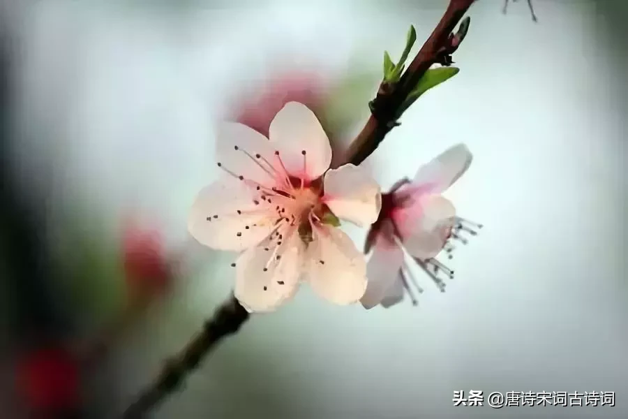 十首四月诗词,与您一起遇见最美的人间四月天