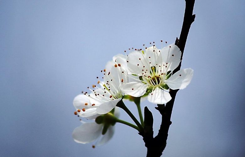【诗词鉴赏】那一树李花白,那些最美的李花诗词!