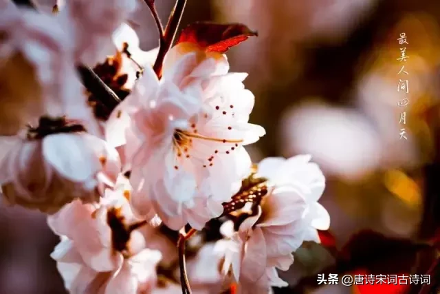 十首四月诗词,与您一起遇见最美的人间四月天