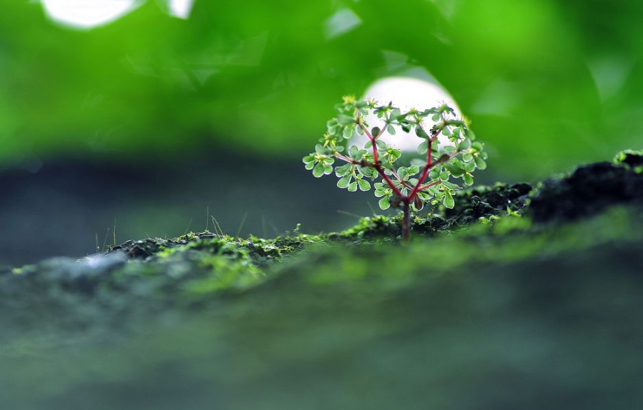 「诗词鉴赏」又是一年春草绿,古诗词里话春草