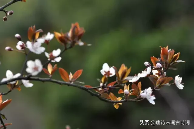 十首四月诗词,与您一起遇见最美的人间四月天
