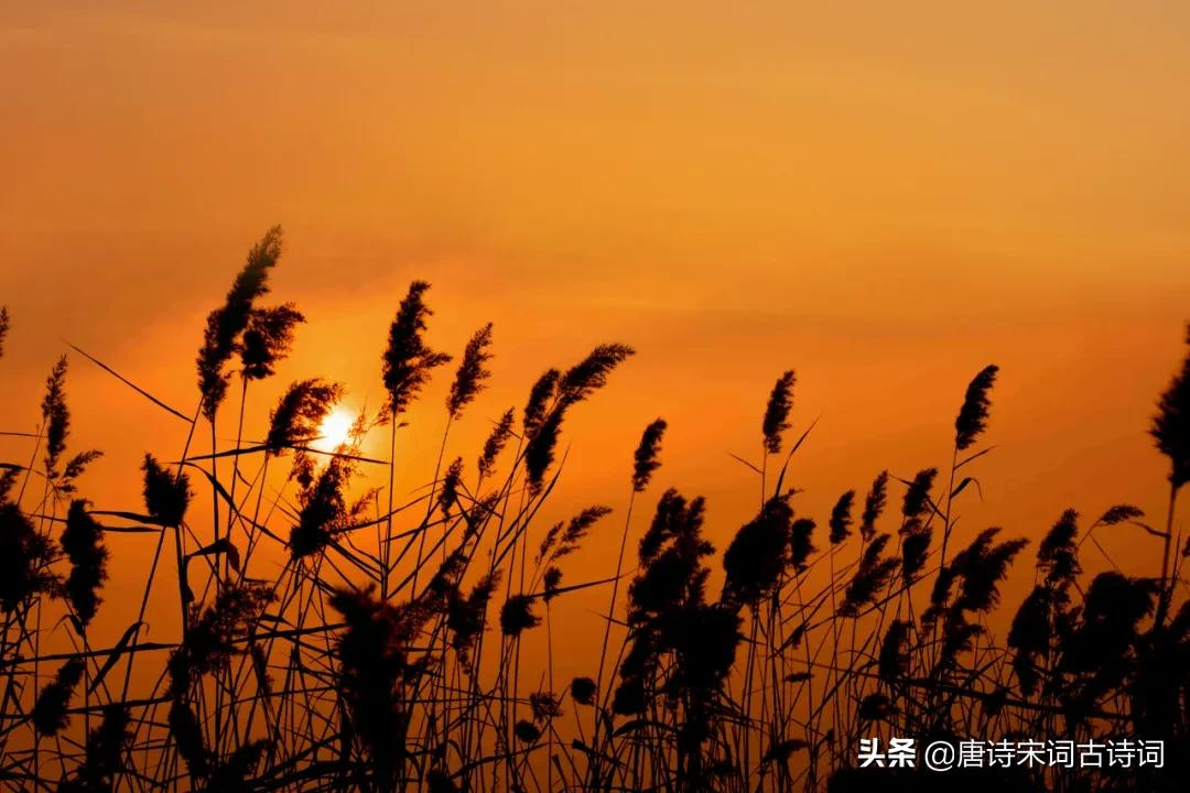 夕阳无限好,犹能灿长天