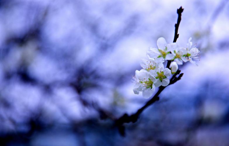 【诗词鉴赏】那一树李花白,那些最美的李花诗词!