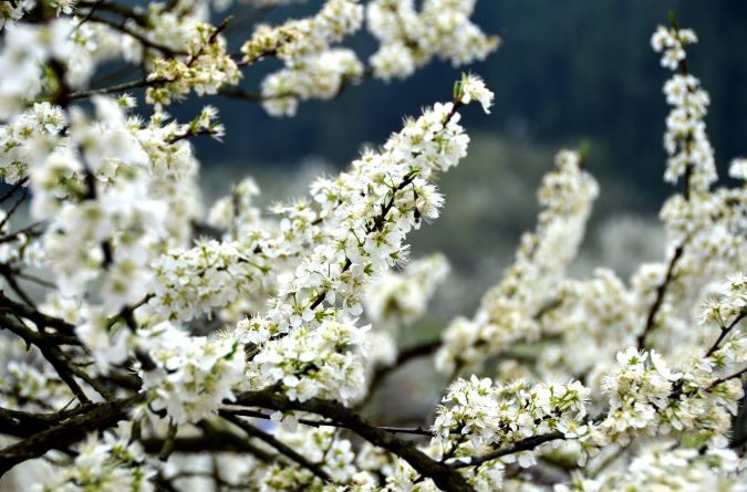 【诗词鉴赏】那一树李花白,那些最美的李花诗词!
