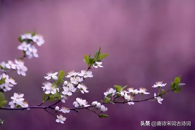 十首四月诗词,与您一起遇见最美的人间四月天