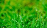 初春小雨的译文和赏析（关于雨水的古诗30首(）)
