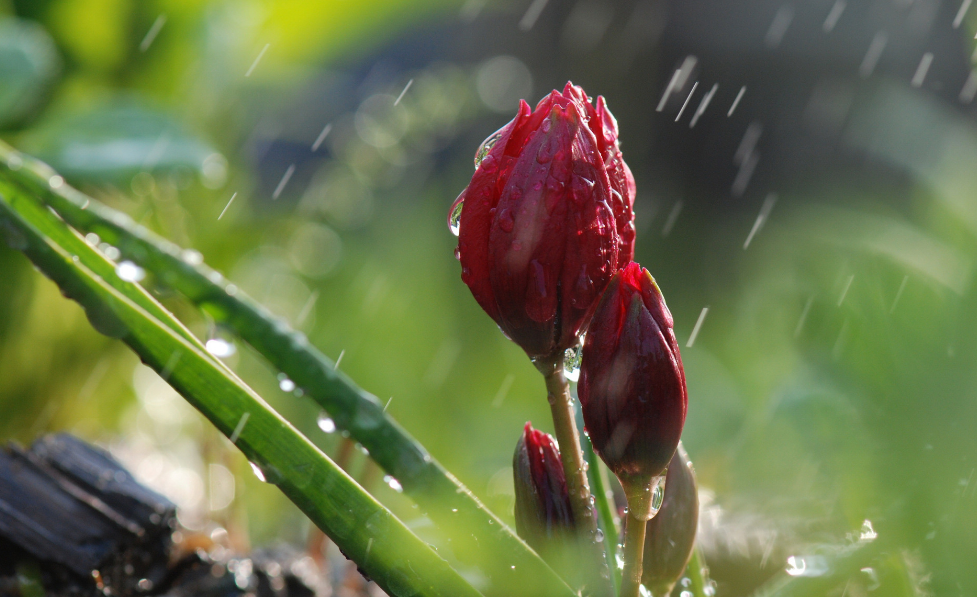 当暴雨遇见古诗词,十五首有关暴雨的诗词,欣赏暴雨的气势与景象