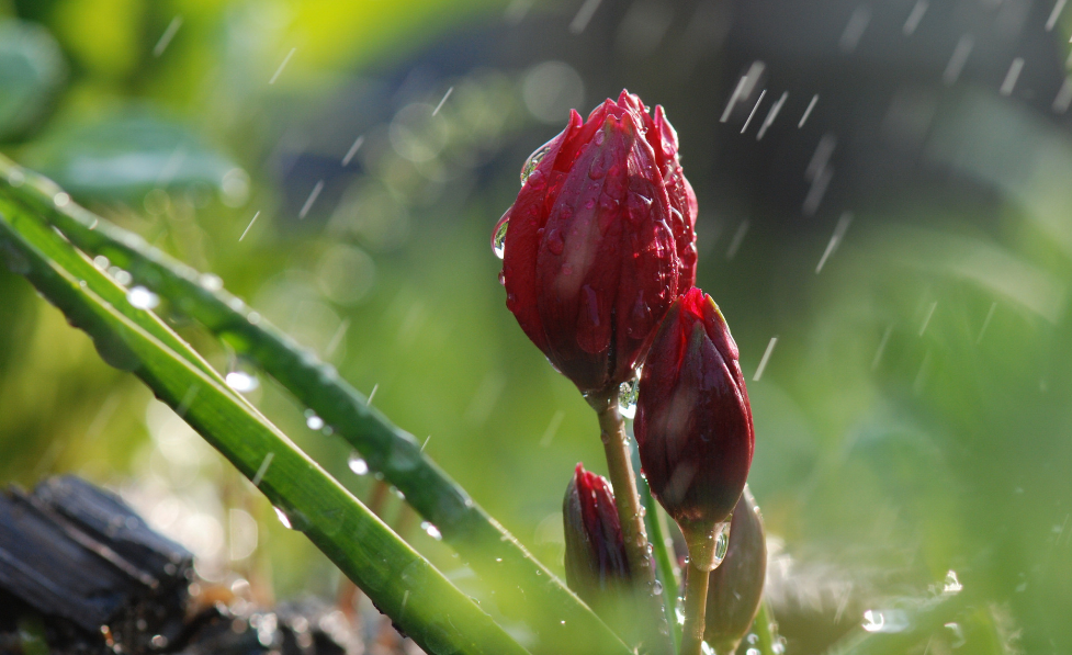 当暴雨遇见古诗词，十五首有关暴雨的诗词，欣赏暴雨的气势与景象​