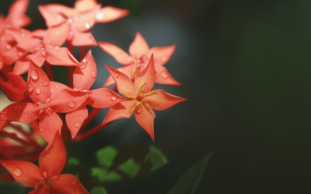 享受自己养花的句子 朋友圈晒花草的说说