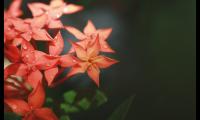 享受自己养花的句子(朋友圈晒花草的说说)