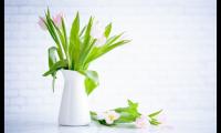 第一次养花发朋友圈说说(第一次种花的心情说说)