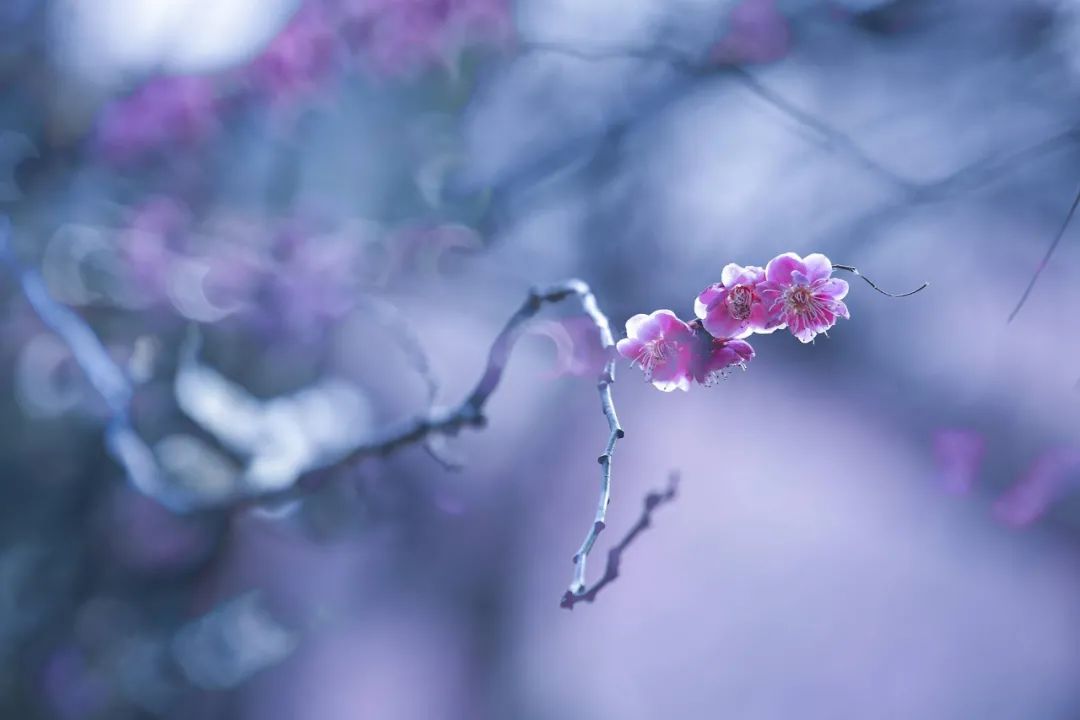 梅花香自苦寒来,十首观梅的诗词,一起欣赏美丽的梅花吧