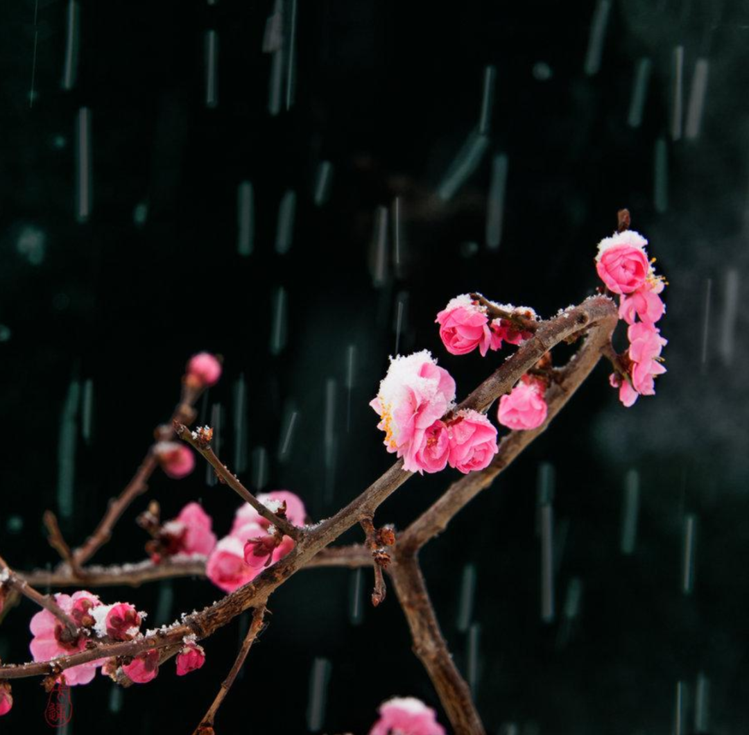 梅花香自苦寒来,十首观梅的诗词,一起欣赏美丽的梅花吧
