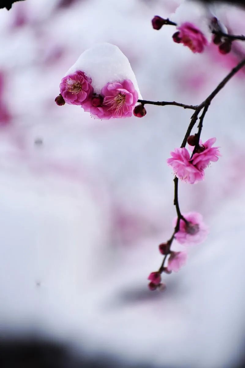 梅花香自苦寒来,十首观梅的诗词,一起欣赏美丽的梅花吧