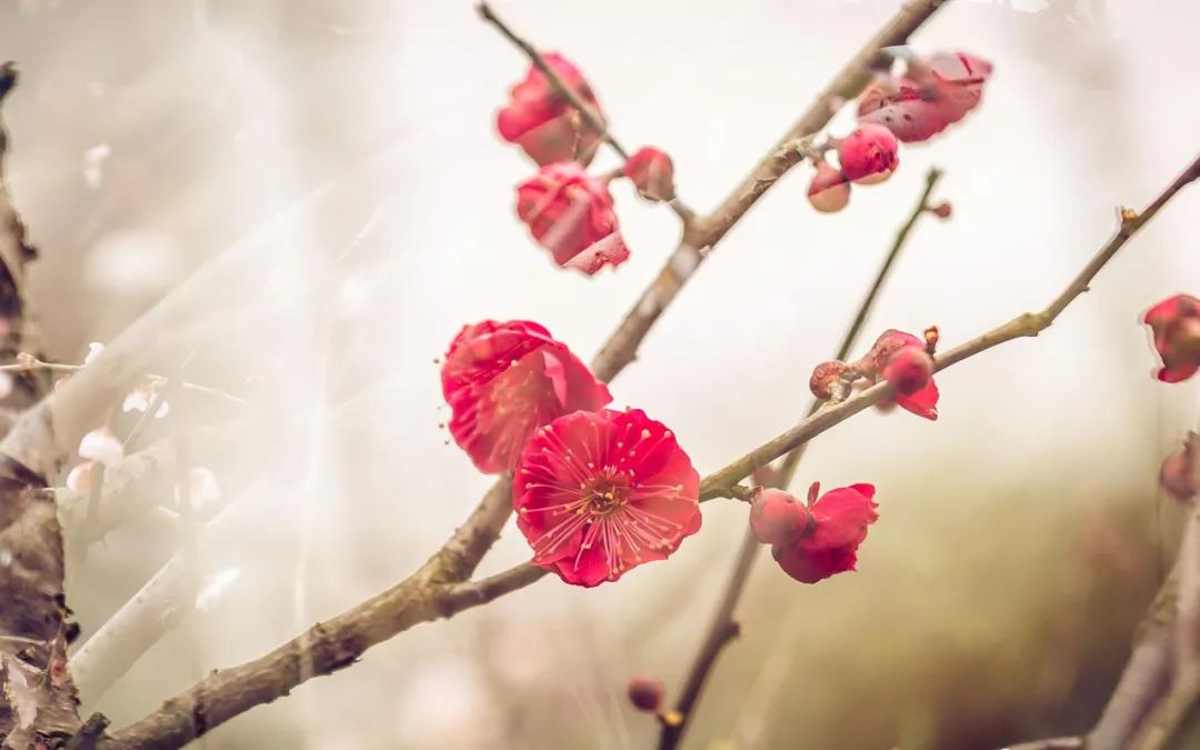 梅花香自苦寒来,十首观梅的诗词,一起欣赏美丽的梅花吧