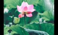 赏荷花的心情朋友圈【图】
