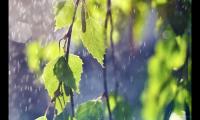 适合雨夜的朋友圈说说文案(雨夜听雨唯美句子)