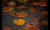 深夜下雨的心情说说文案(适合雨夜发的伤感句子)