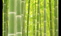 适合四月发朋友圈的文艺句子(四月心情不好的说说)