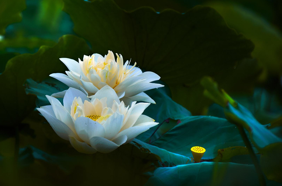 「诗词鉴赏」12首荷花诗词,让荷花的诗意,带来夏日的清凉
