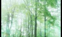 适合初夏发朋友圈的文艺句子(夏日清晨阳光唯美的说说)