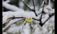 下雪发朋友圈的说说(感受雪景的心情短语)