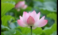 荷花发朋友圈怎么写 发荷花朋友圈写什么好【图】