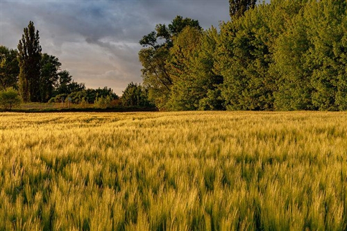 人品的经典句子(精选39句)