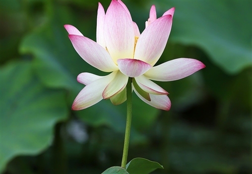 关于有荷花或者荷叶的诗句(精选44句)